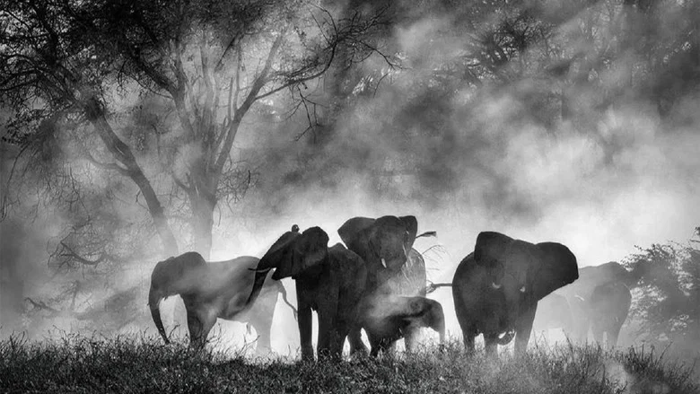 Ghost Elephants screenshot 4