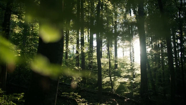 Secrets of the Forest screenshot 1