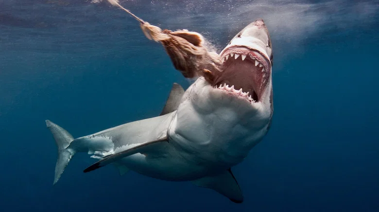 The Search for the Ocean's Super Predator screenshot 7