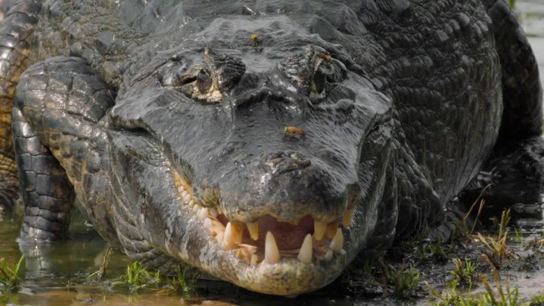 The Pantanal's Rebel Lake screenshot 1