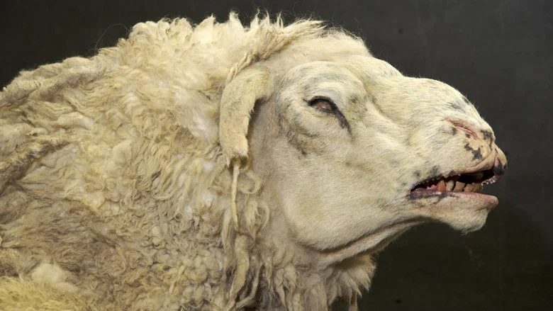 Black Sheep screenshot 7