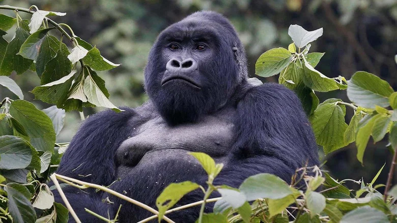 Mountain Gorilla screenshot 1