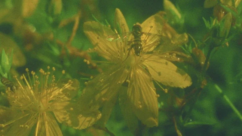 Summer Meadow screenshot 1