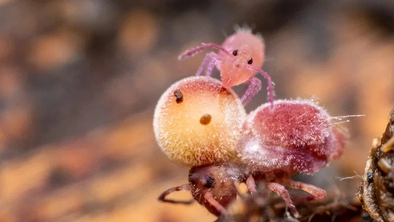 Springtails: The hidden soldiers of Earth screenshot 2