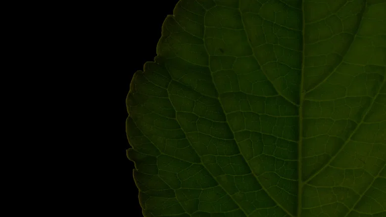 Salvia Divinorum: A Western Approach screenshot 1