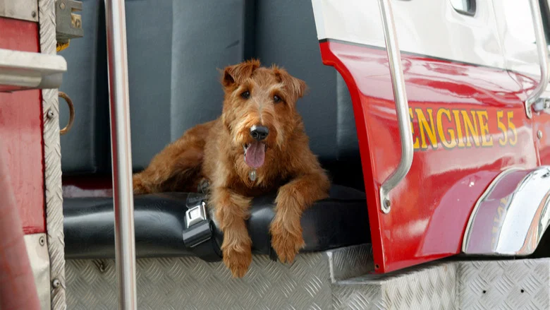 Firehouse Dog screenshot 4
