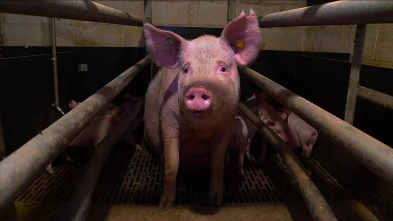 Pignorant screenshot 1
