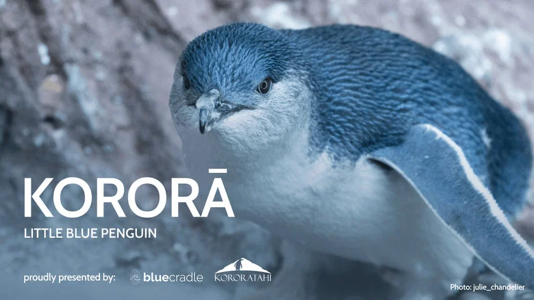 Kororā: Little Blue Penguin screenshot 4