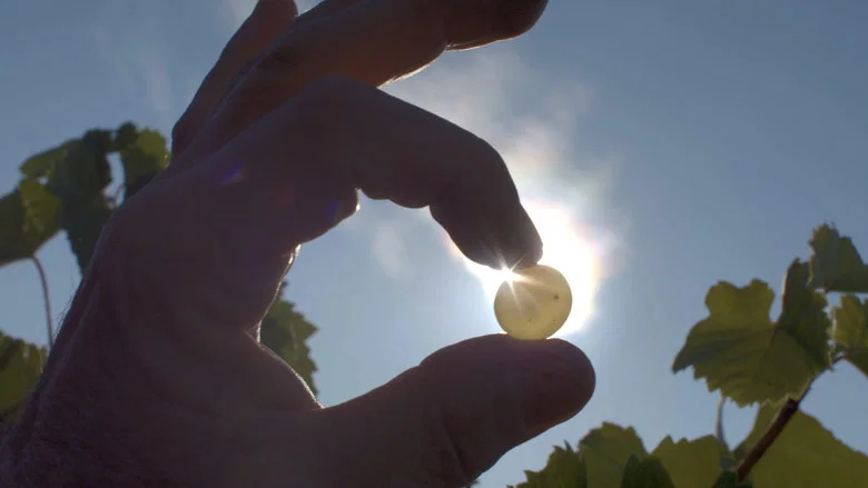 Liquid Gold: In Quest of the Aszu of Tokaj screenshot 1