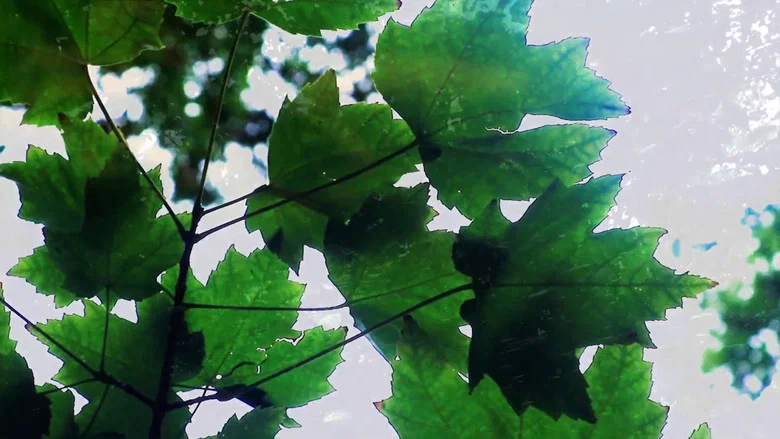 Reflections of Nature screenshot 1
