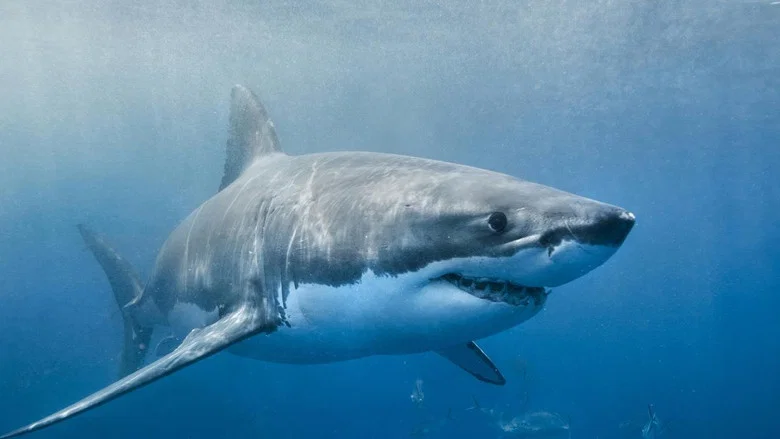 Envoy: Shark Cull screenshot 2