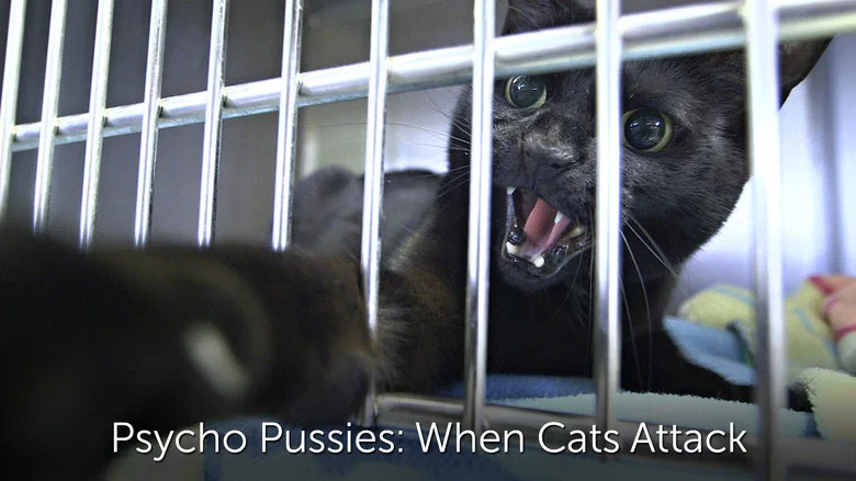Psycho Pussies: Mad Cat Attacks screenshot 1