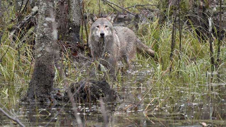 Wolf: Wanderer Without Borders screenshot 3