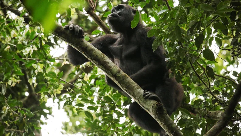 Gorillas of Gabon screenshot 1
