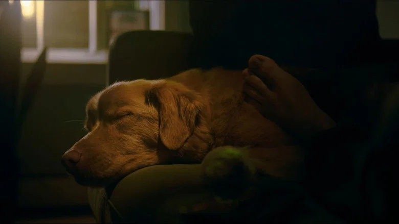 Good Boy screenshot 5