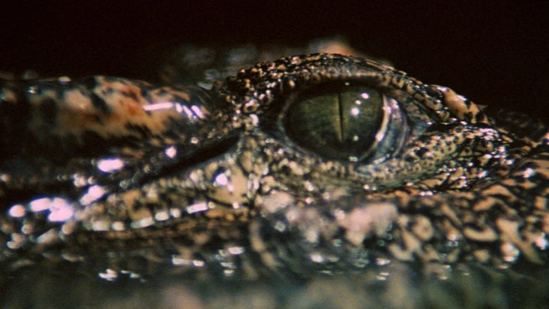 Crocodile screenshot 3
