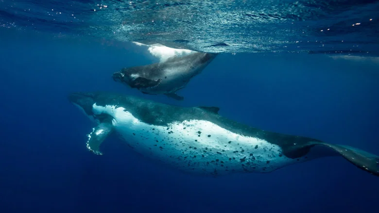 Ocean Souls screenshot 1