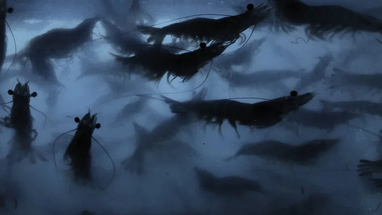 Prawn screenshot 2