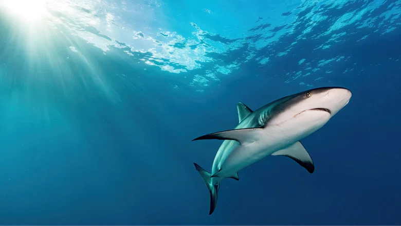 Oceans screenshot 8
