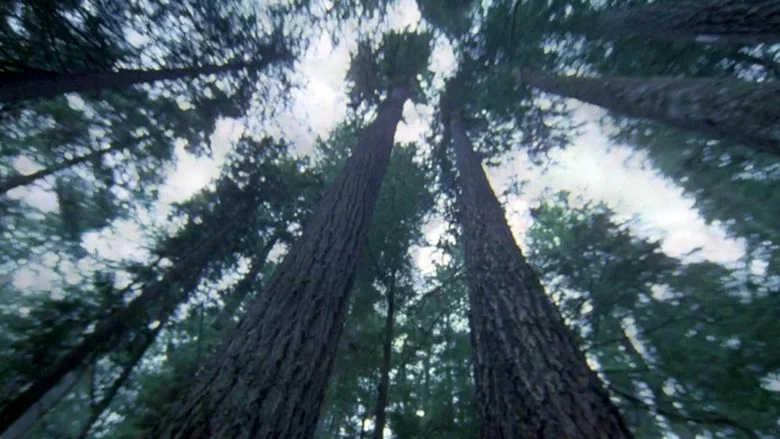 Another Side of the Forest screenshot 1