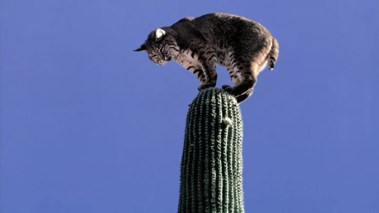 The Living Desert screenshot 7