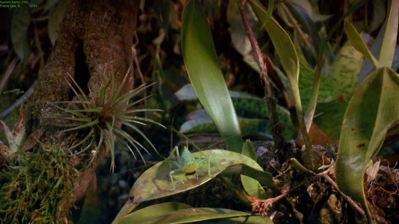 Tropical Rainforest screenshot 4