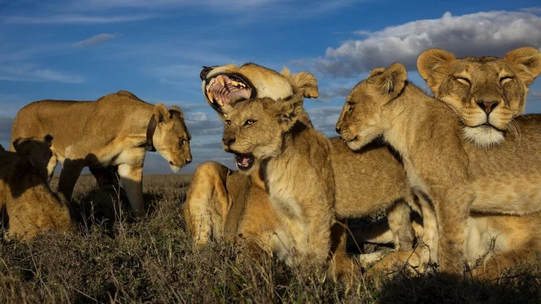 Lion Gangland screenshot 2