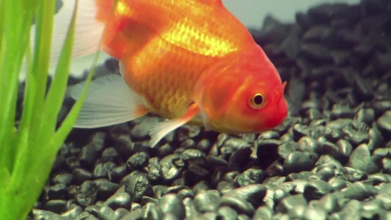 Goldfish screenshot 1