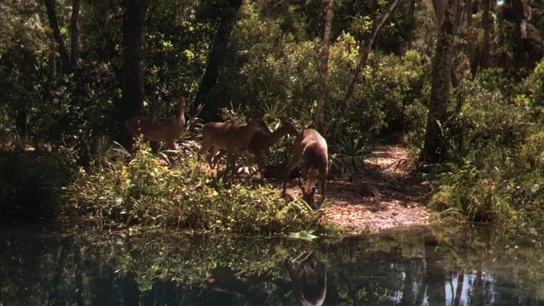 The Yearling screenshot 5