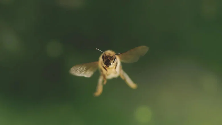 Diary of a Bee screenshot 4