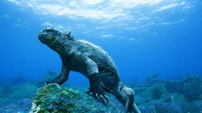 Galapagos 3D: Nature's Wonderland screenshot 1
