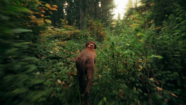 Bloodhound Dog screenshot 1