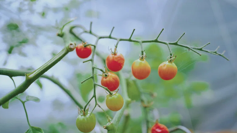 Grow a Better Dallas screenshot 4