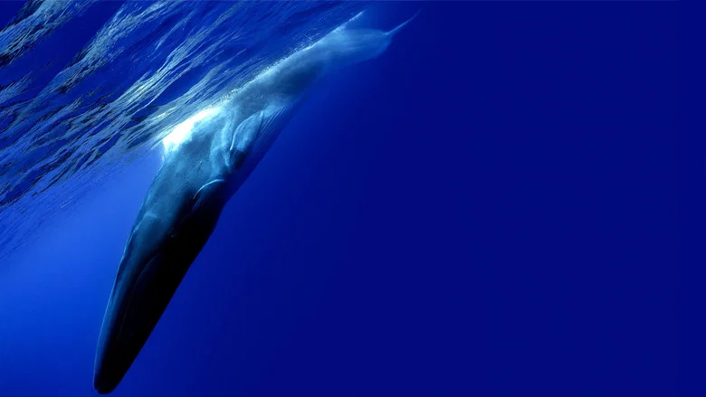 The Loneliest Whale: The Search for 52 screenshot 4
