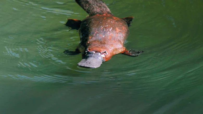 Platypus: World's Strangest Animal screenshot 1