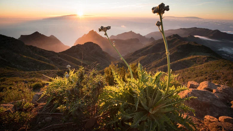 The Canary Islands screenshot 1