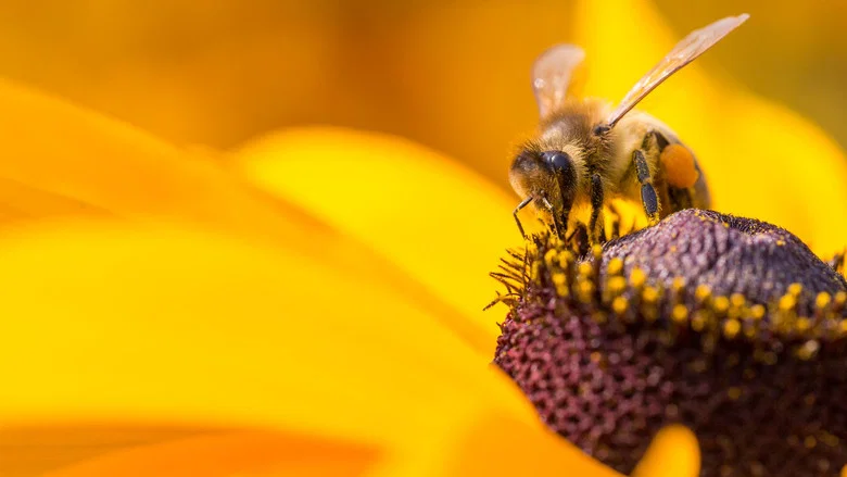 Diary of a Bee screenshot 1