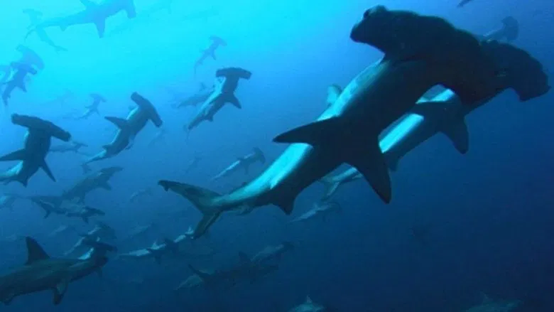 Deep Blue screenshot 1