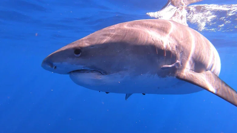 Sharks of Hawaii screenshot 1
