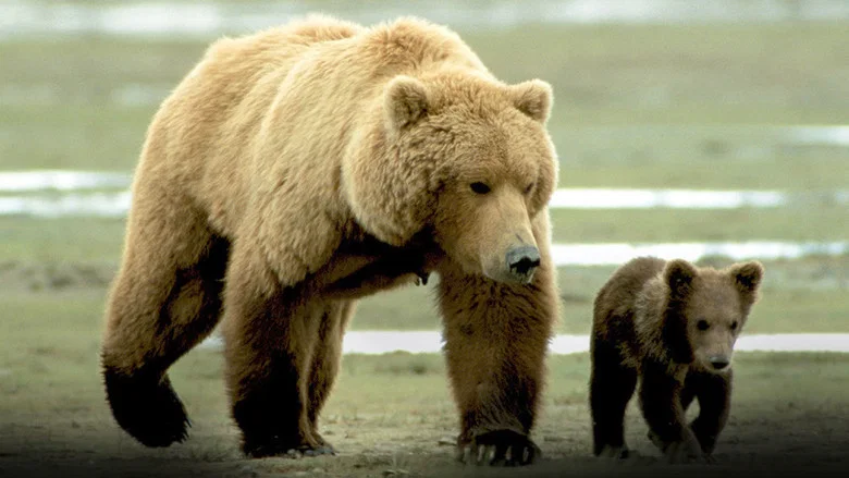 Grizzly Man screenshot 8