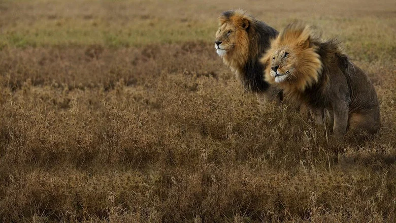 Lion Gangland screenshot 1