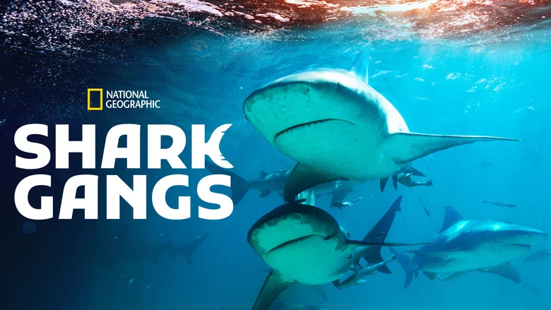 Shark Gangs screenshot 5