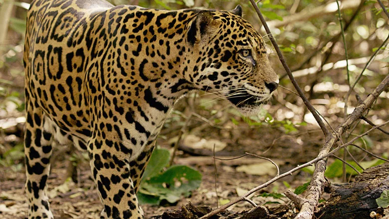 Jaguar Beach Battle screenshot 2