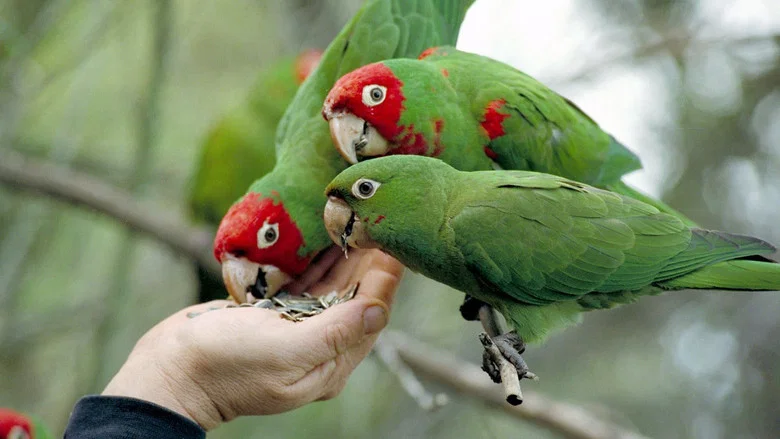 The Wild Parrots of Telegraph Hill screenshot 1