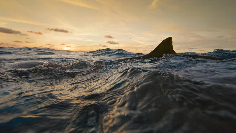 Man vs. Shark screenshot 4