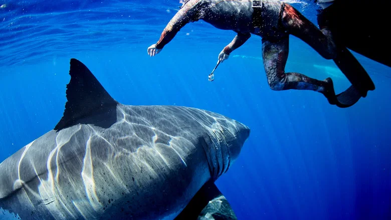 Most Wanted Sharks screenshot 5