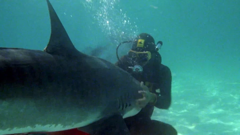 The Shark Hunter screenshot 5