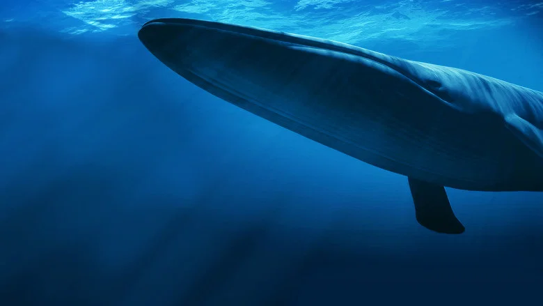Kingdom of the Blue Whale screenshot 4