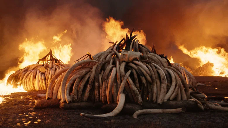 Anthropocene: The Human Epoch screenshot 5