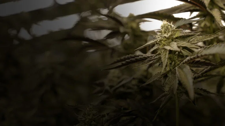 Cannabis : Une enquête de Mathieu Kassovitz et Antoine Robin screenshot 1